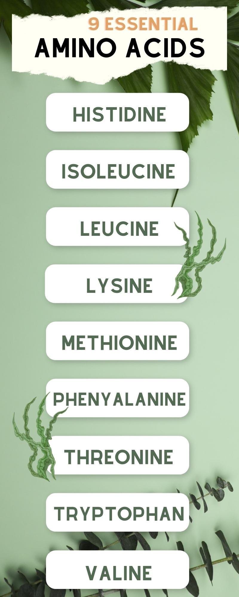 Taking Spirulina and Chlorella For Weight Loss Assuaged